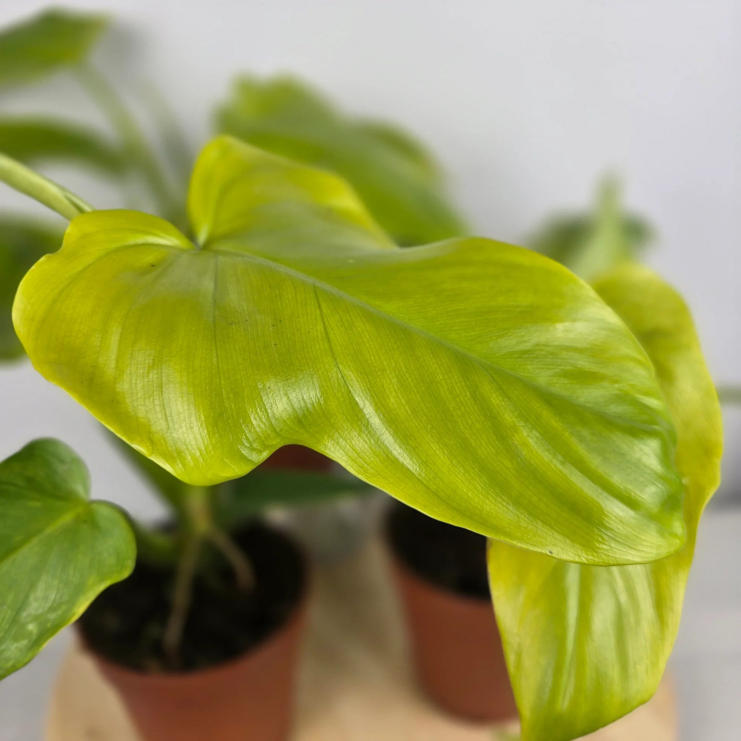 Philodendron bipennifolium 'Aurea'