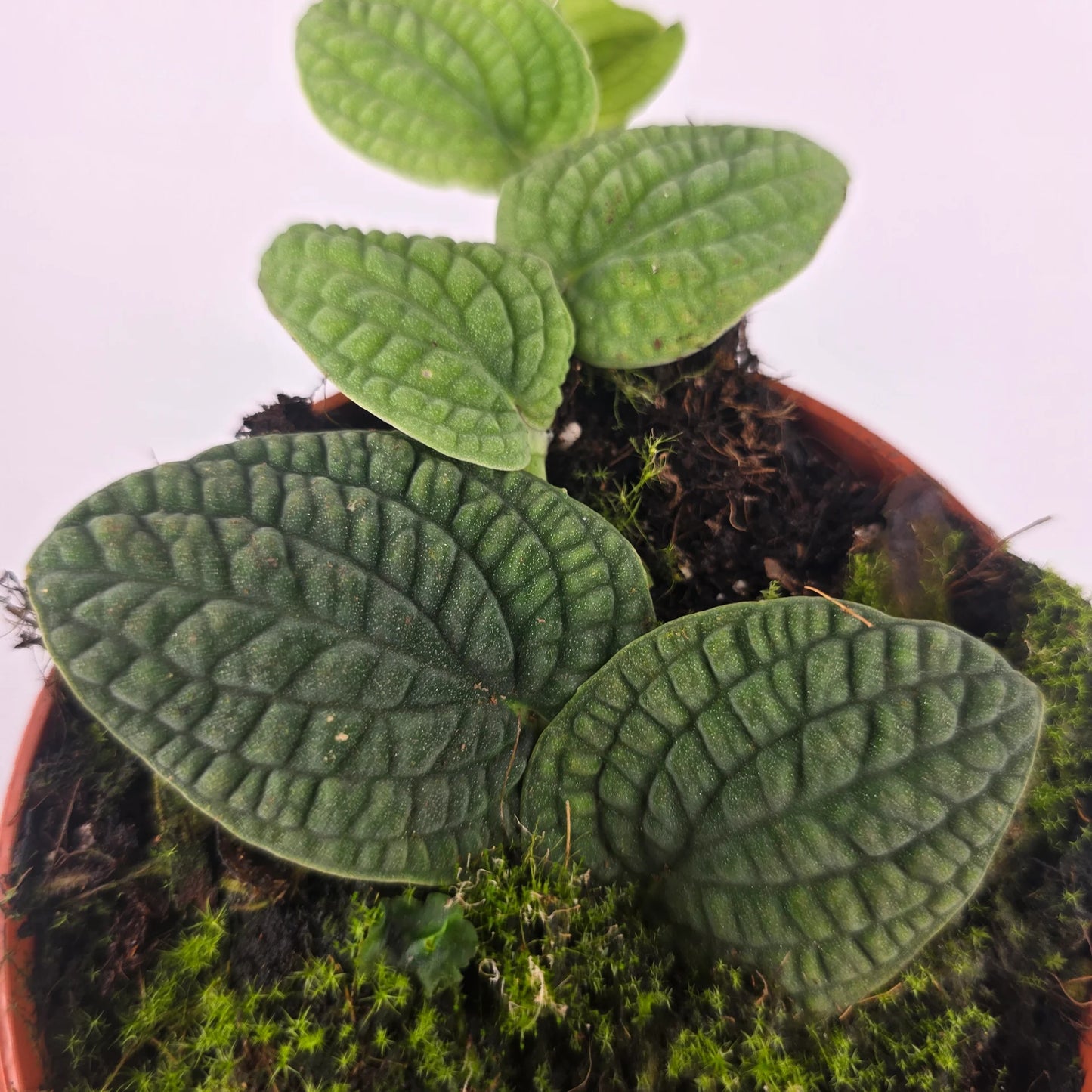 Rhaphidophora tenuis 'Silver'