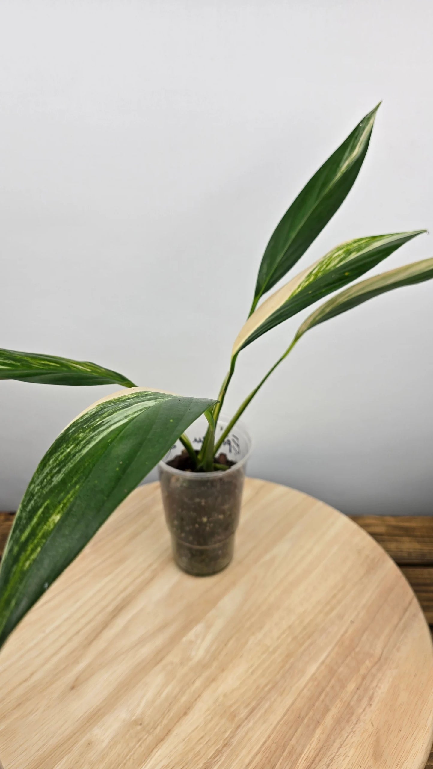 Epipremnum Amplissimum variegata