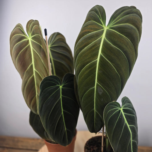 Philodendron Melanochrysum
