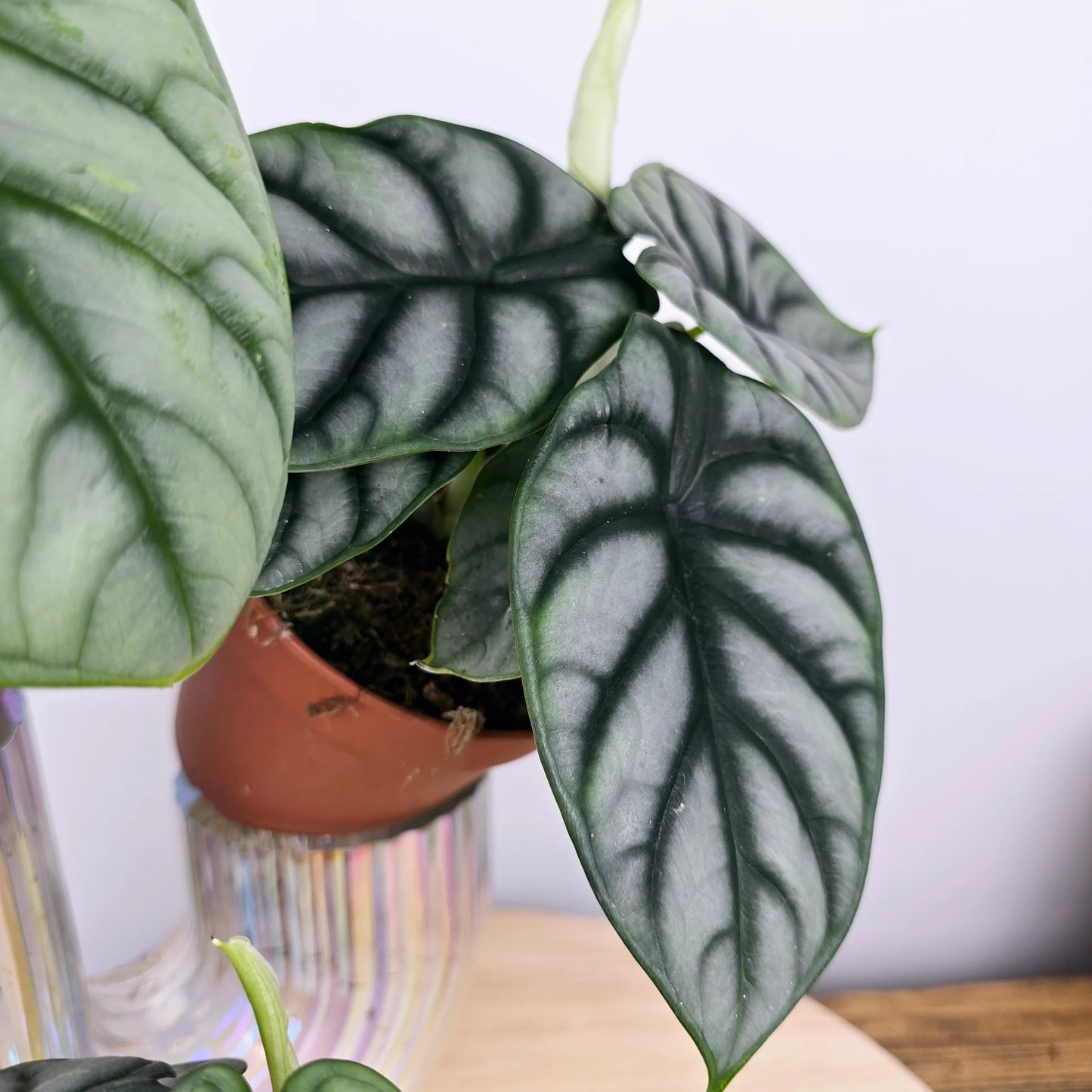 Alocasia 'Silver Dragon'