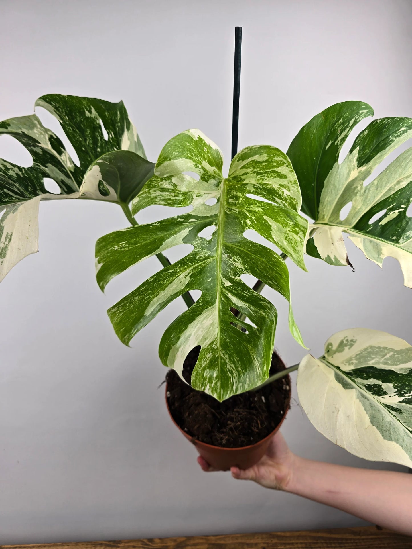 Monstera Deliciosa 'variegata'
