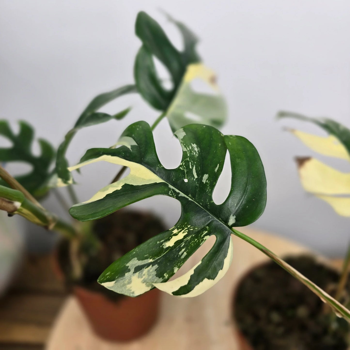 Rhaphidophora tetrasperma variegata