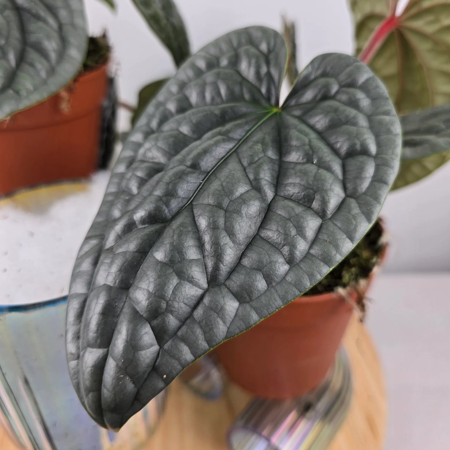 Anthurium luxurians 'M'