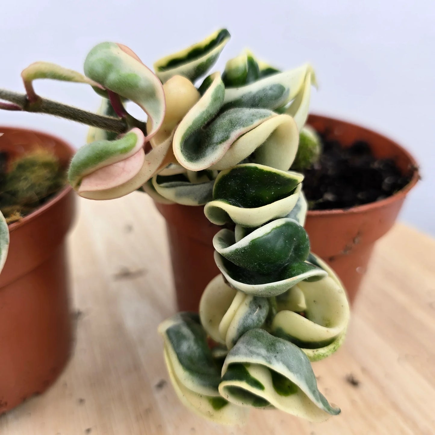 Hoya carnosa Compacta 'variegata'