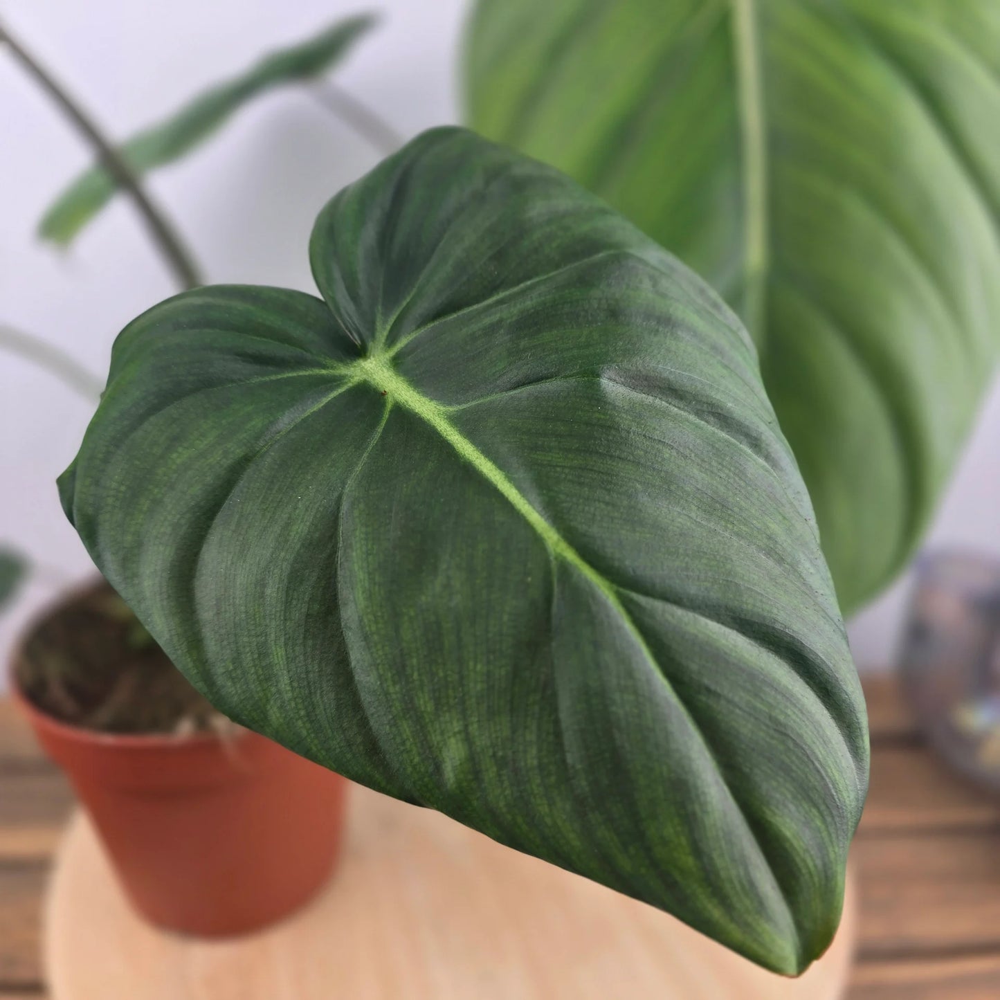 Philodendron Dean McDowell