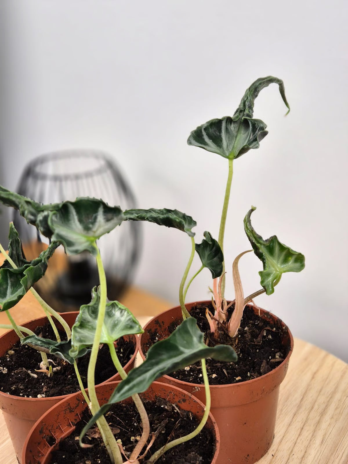 Alocasia 'Loco'