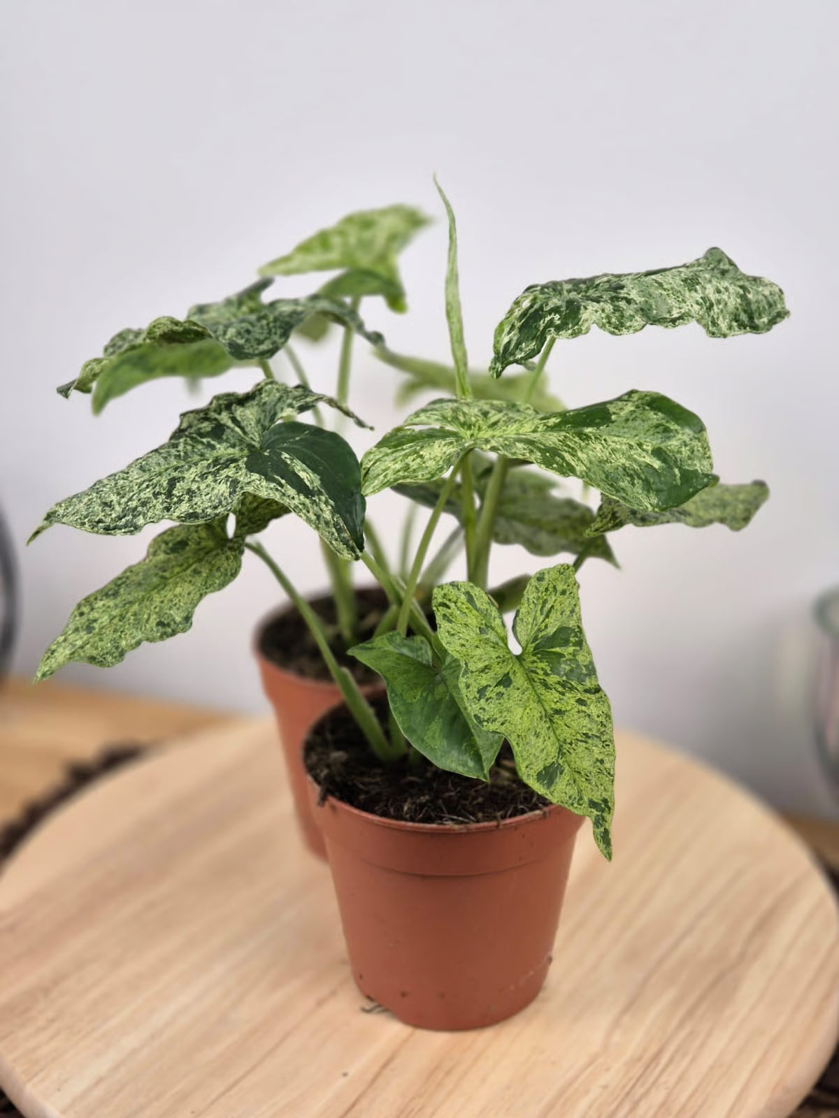 Syngonium Mottled