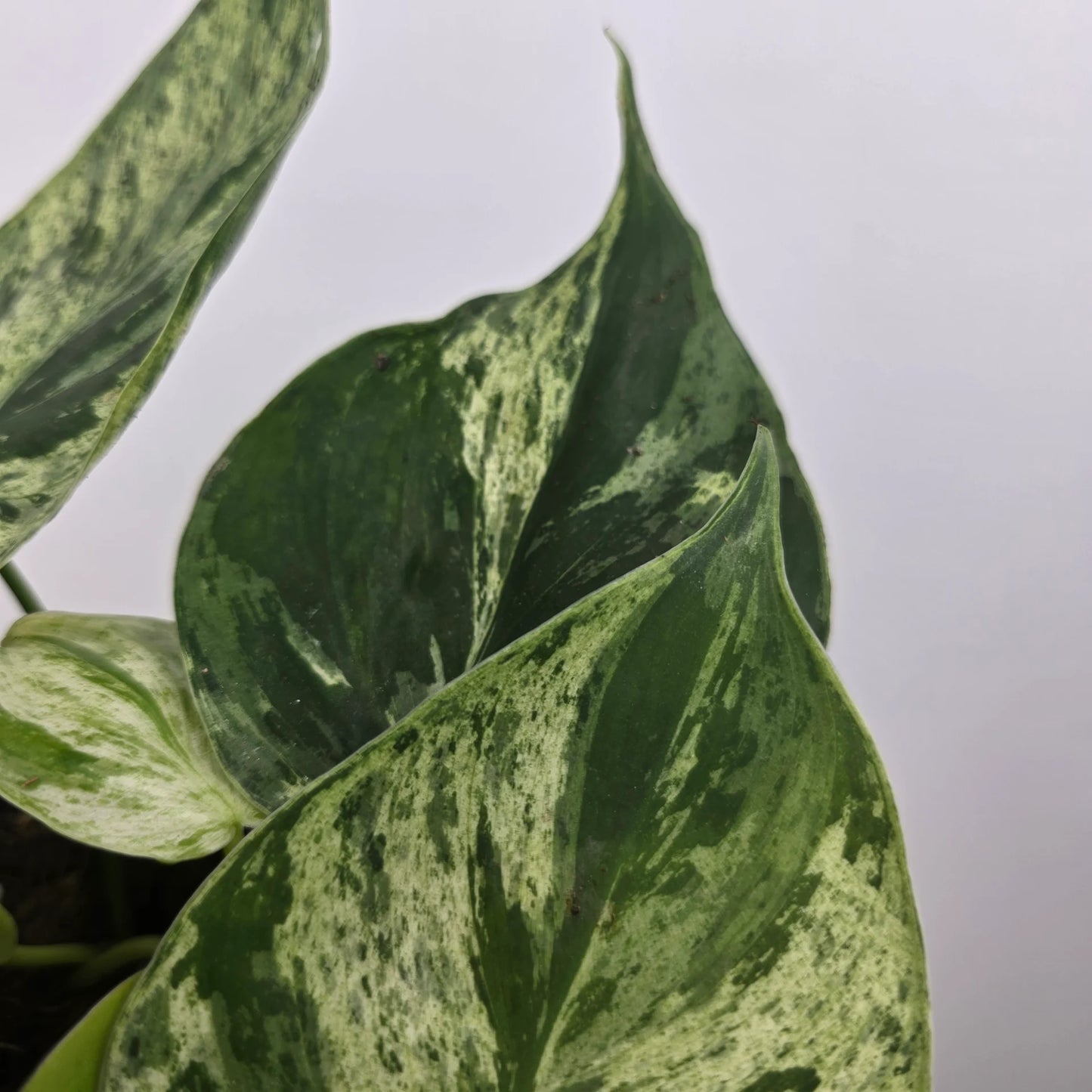 Philodendron hederaceum oxycardium 'Variegata'