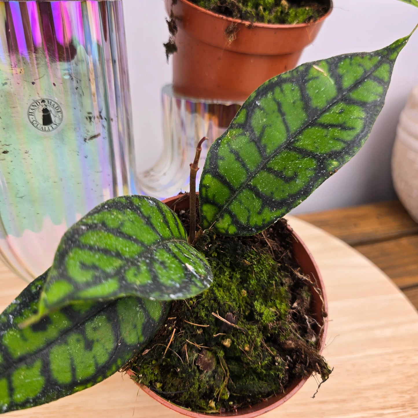 Hoya callistophylla 'Black Cat'