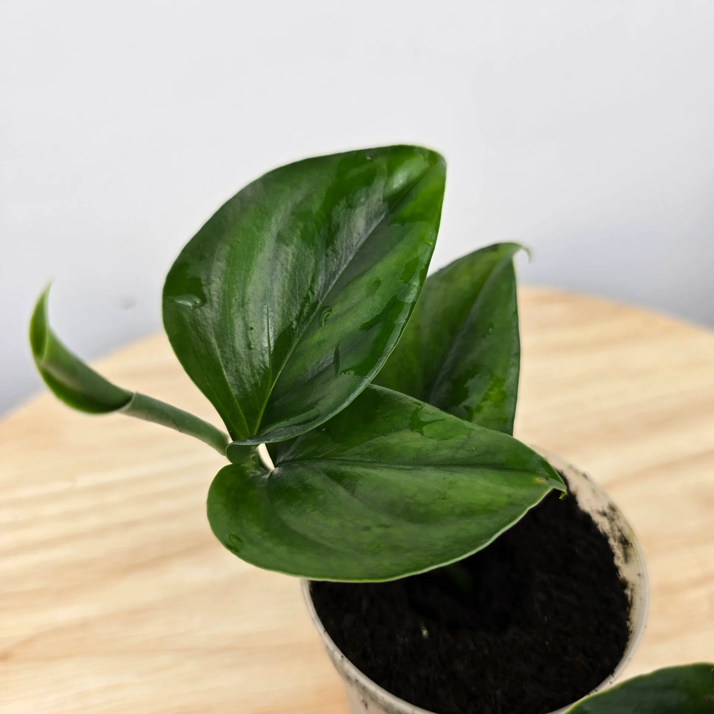 Monstera gambensis