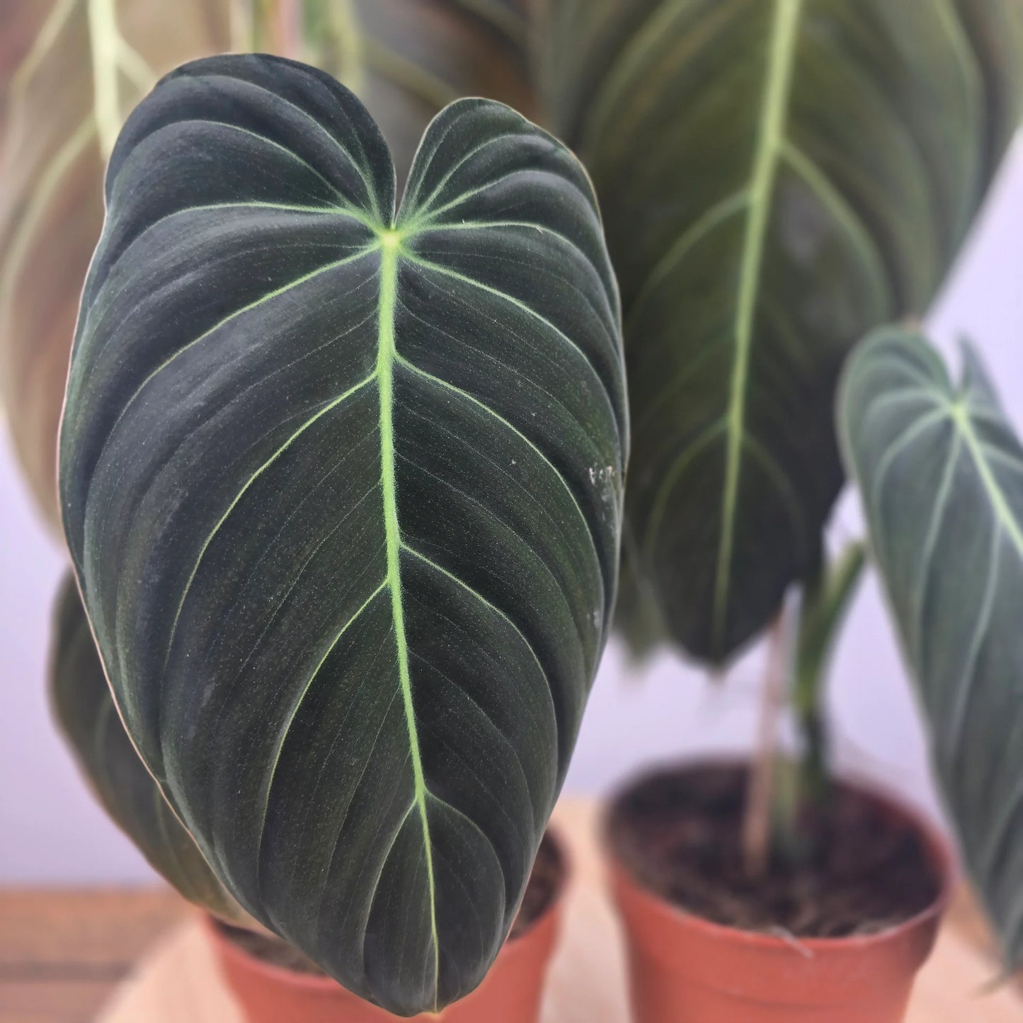 Philodendron Melanochrysum