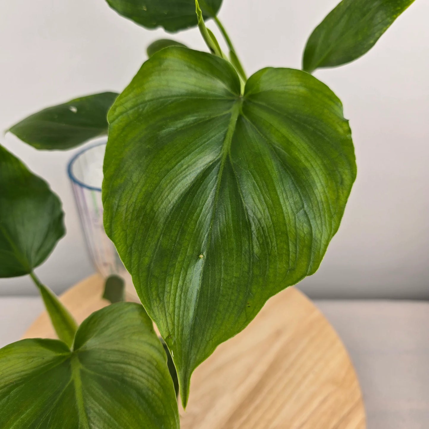 Philodendron warszewiczii