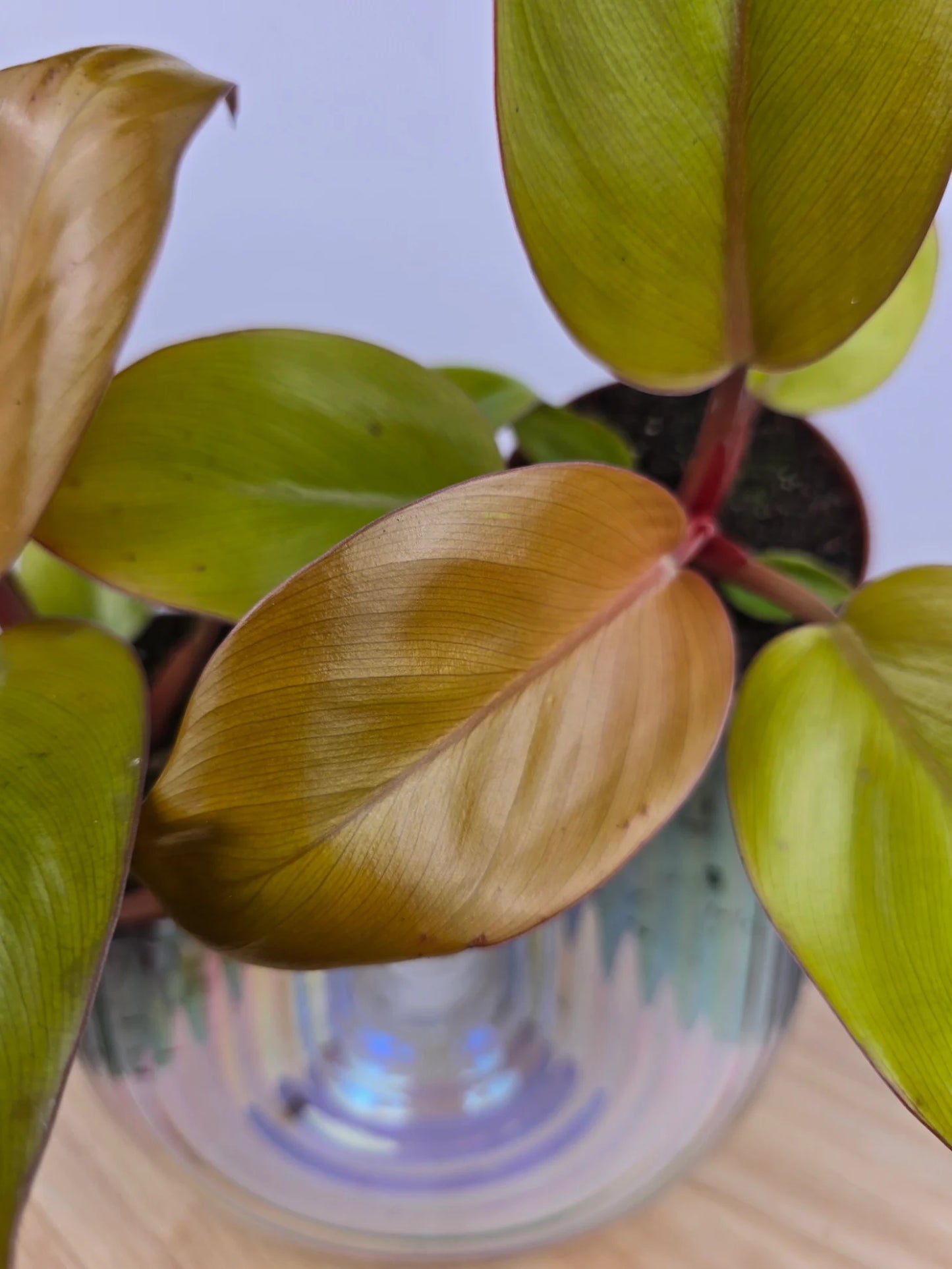 Philodendron 'Mars'