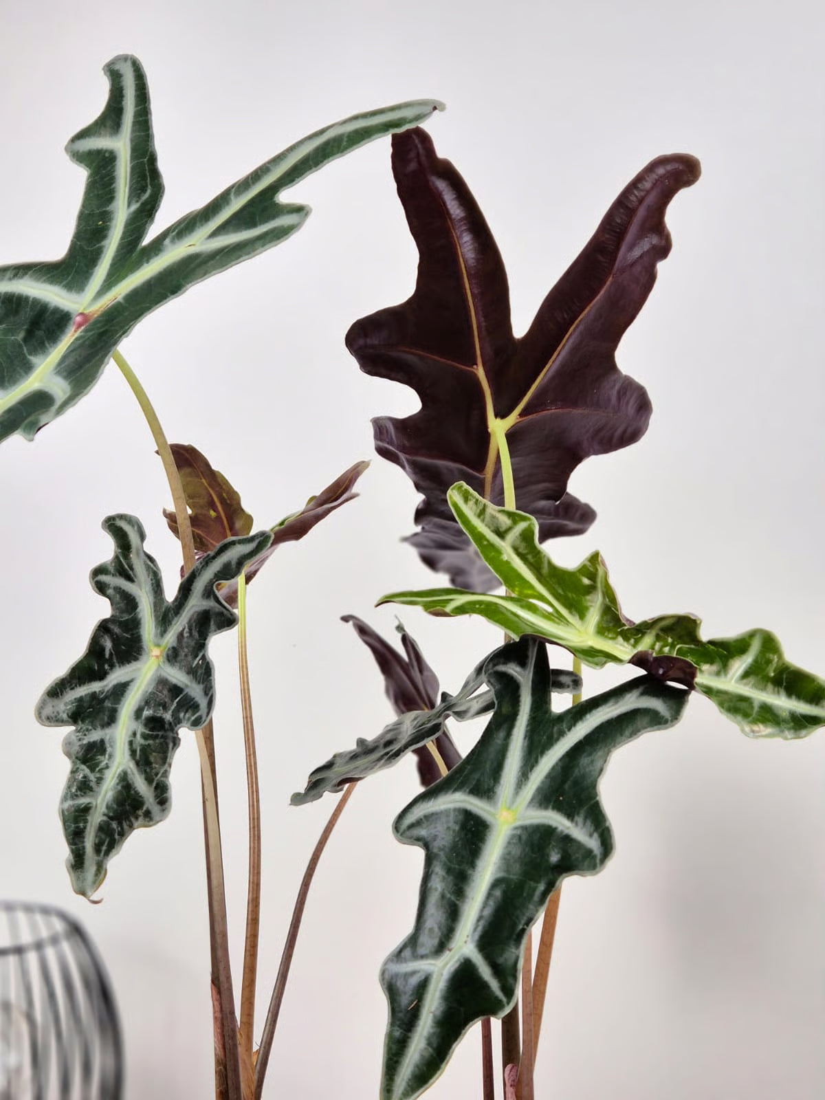 Alocasia Sanderiana 'Nobilis'