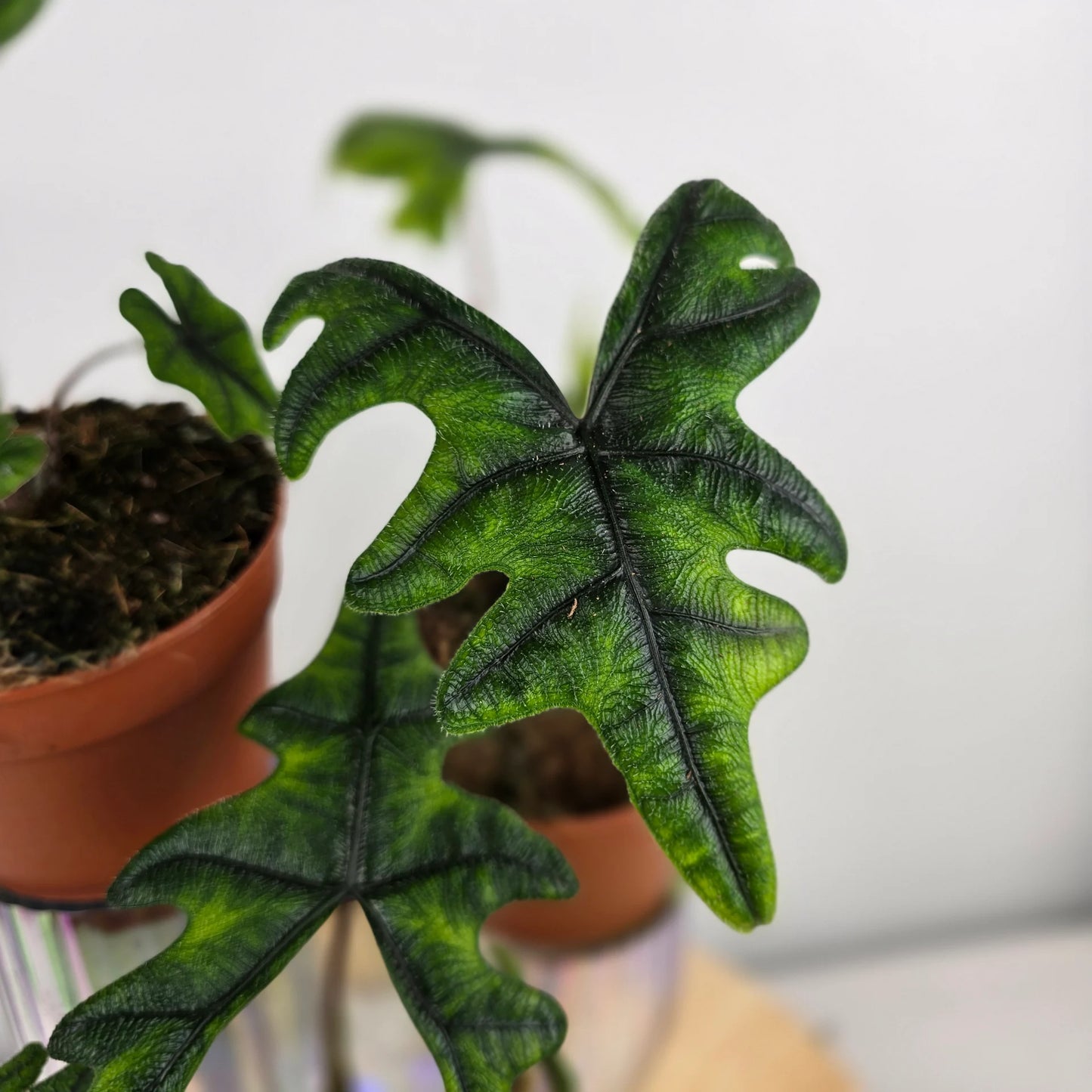 Alocasia Jacklyn
