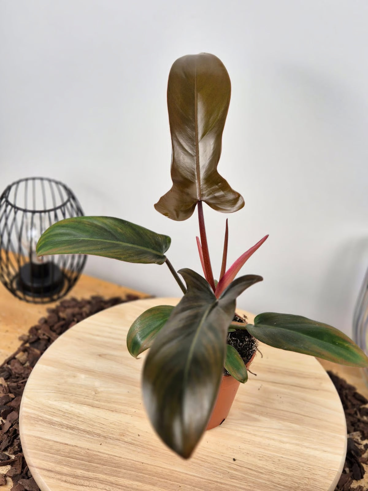 Philodendron Florida Bronze
