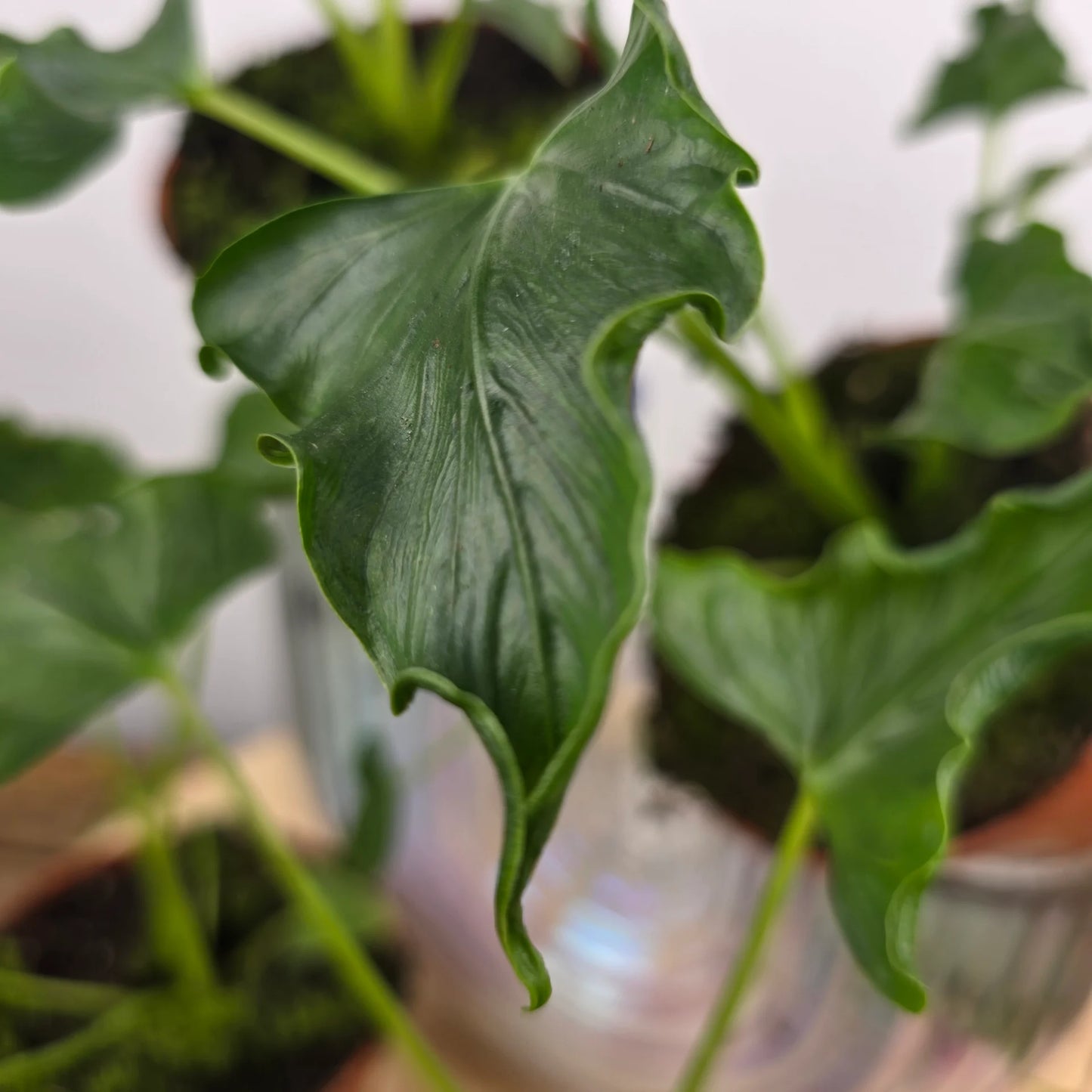 Alocasia 'Triangularis'