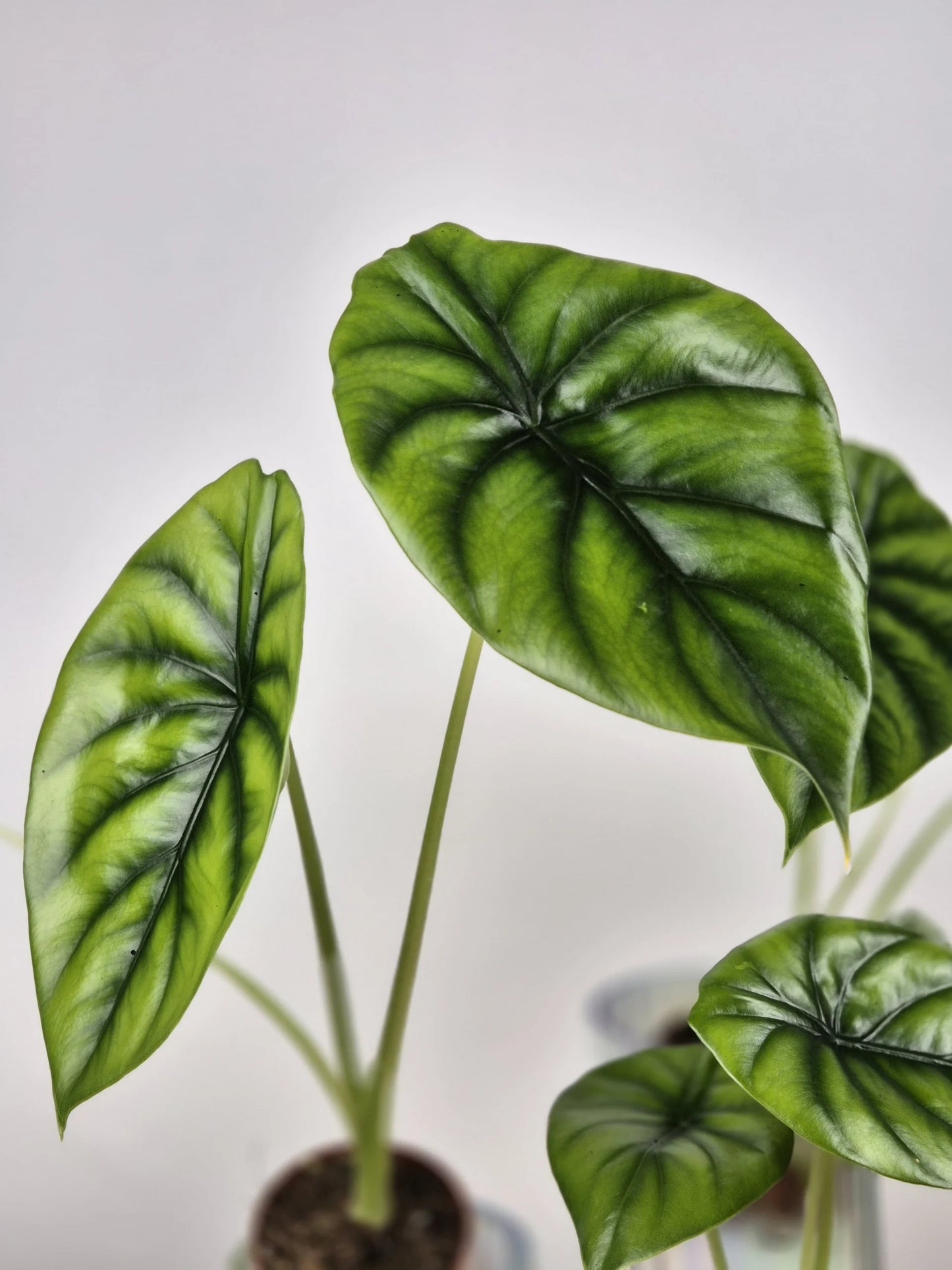 Alocasia clypeolata 'Green Shield'