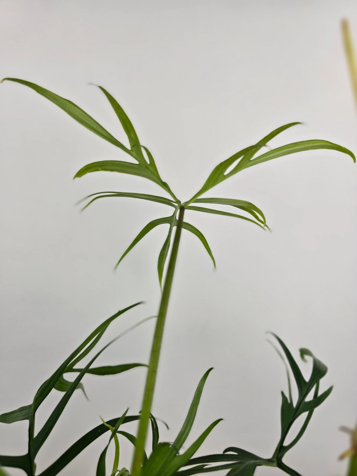 Philodendron polypodioides
