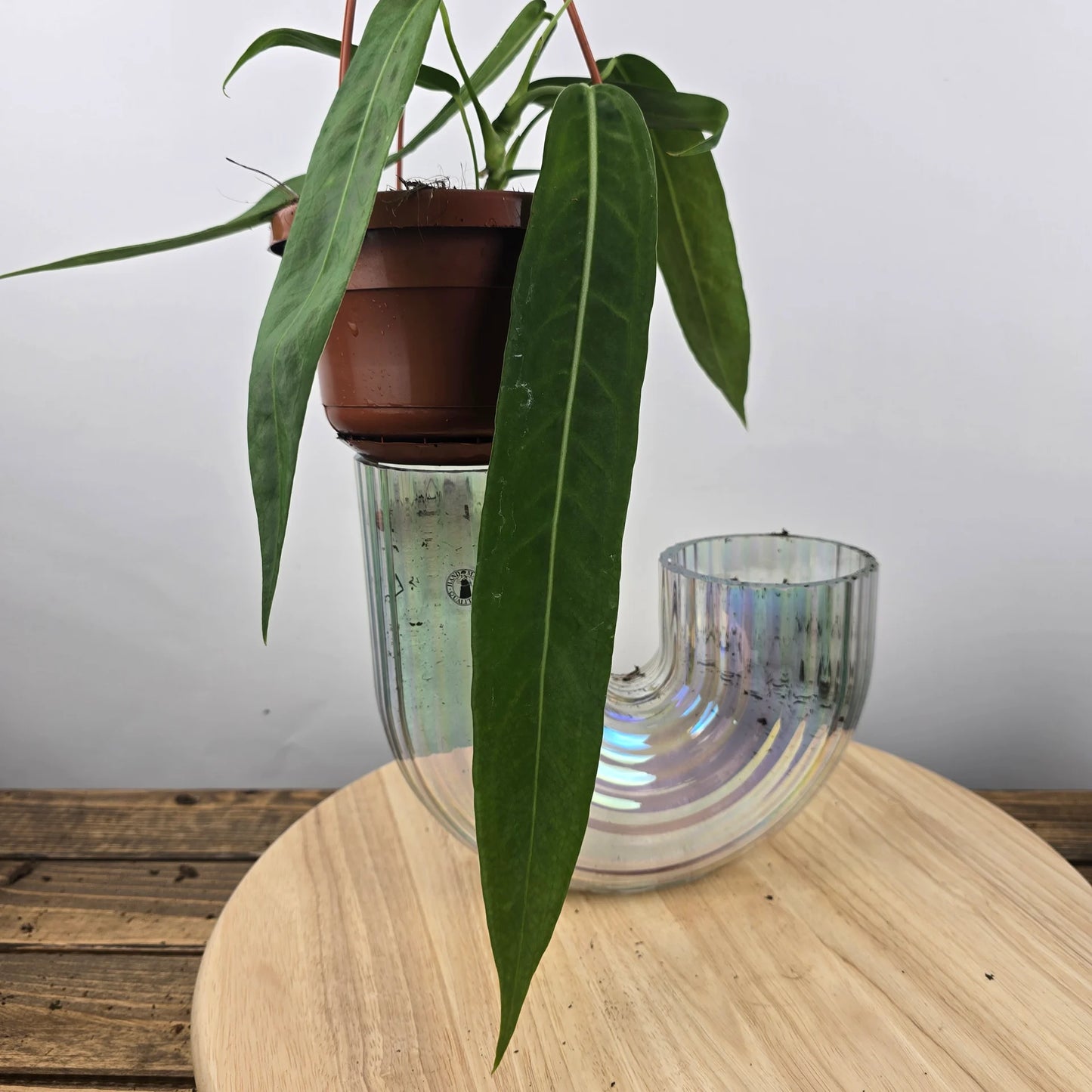 Anthurium pallidiflorum