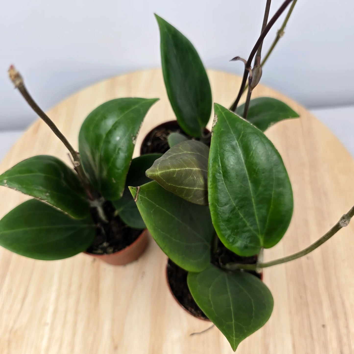 Hoya sp Papua