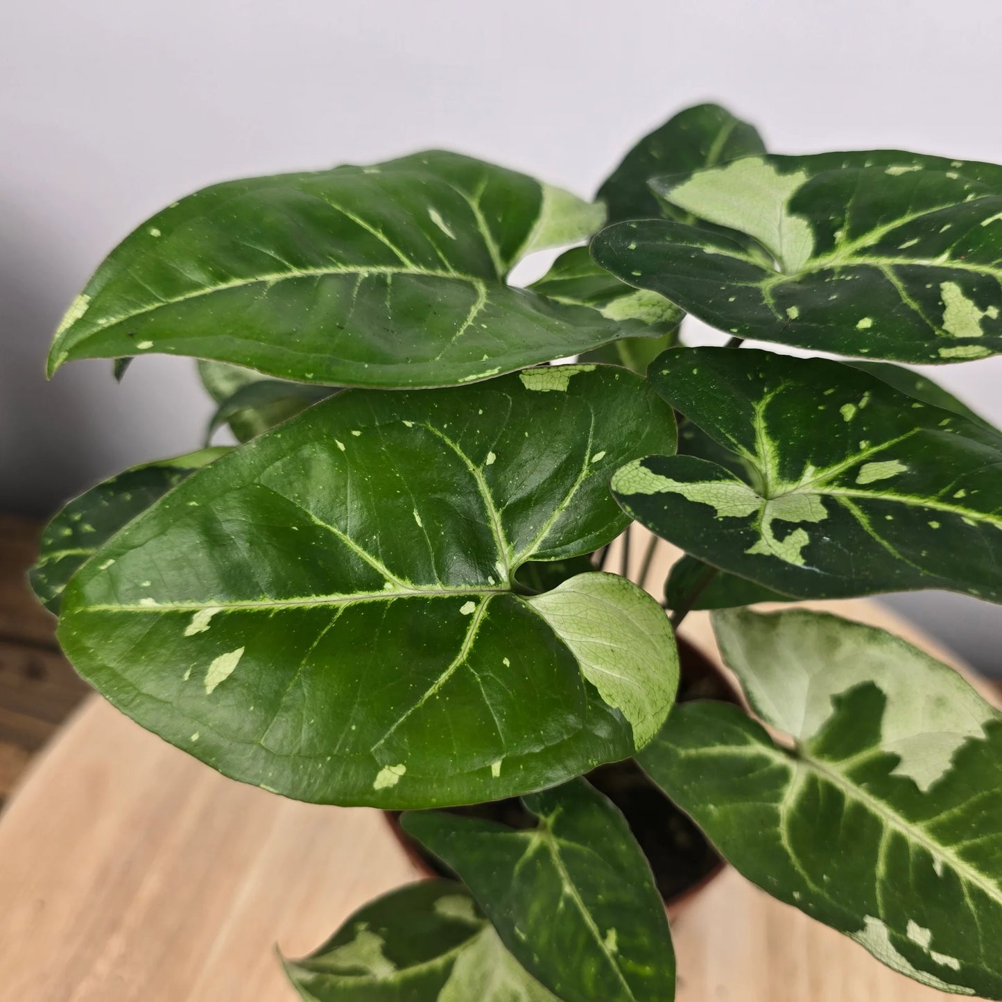 Syngonium Panda