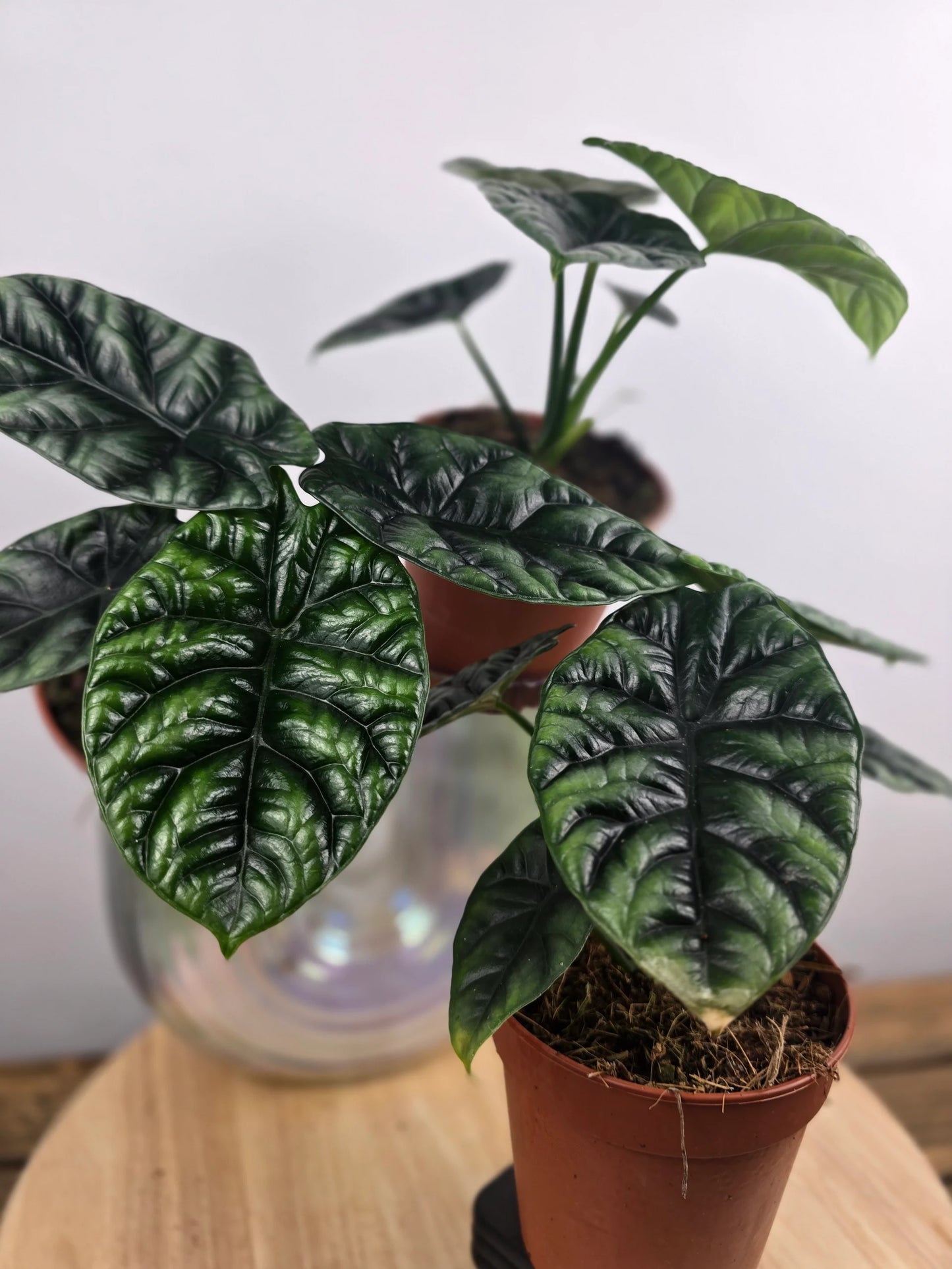 Alocasia Sinuata