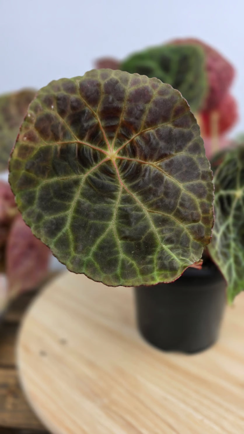 Begonia goegoensis