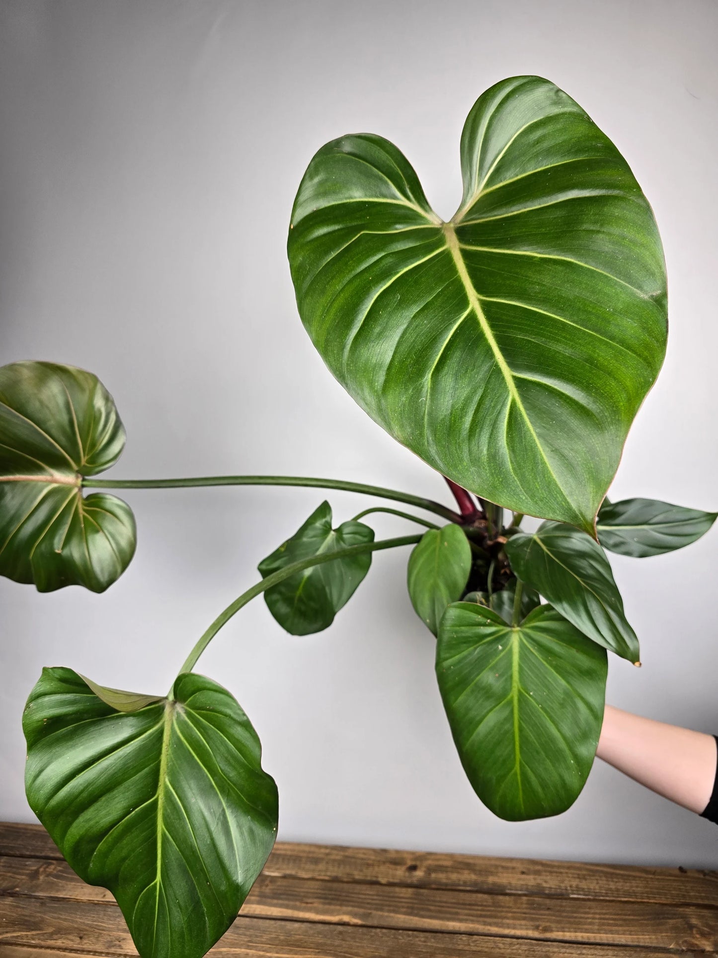 Philodendron 'Summer Glory'
