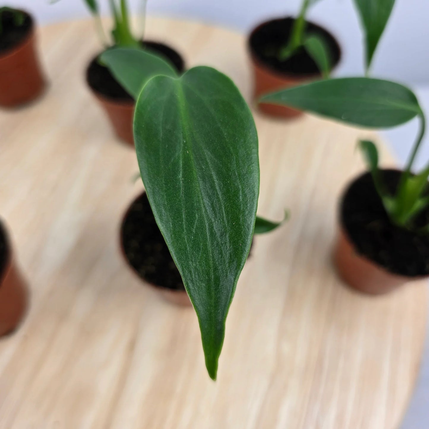 Monstera Burle Marx Flame 'S'