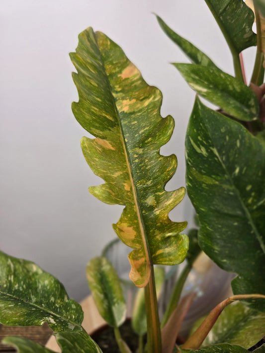 Philodendron 'Ring of Fire'