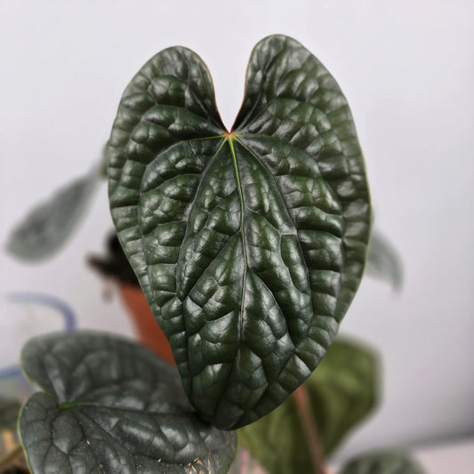 Anthurium luxurians 'M'