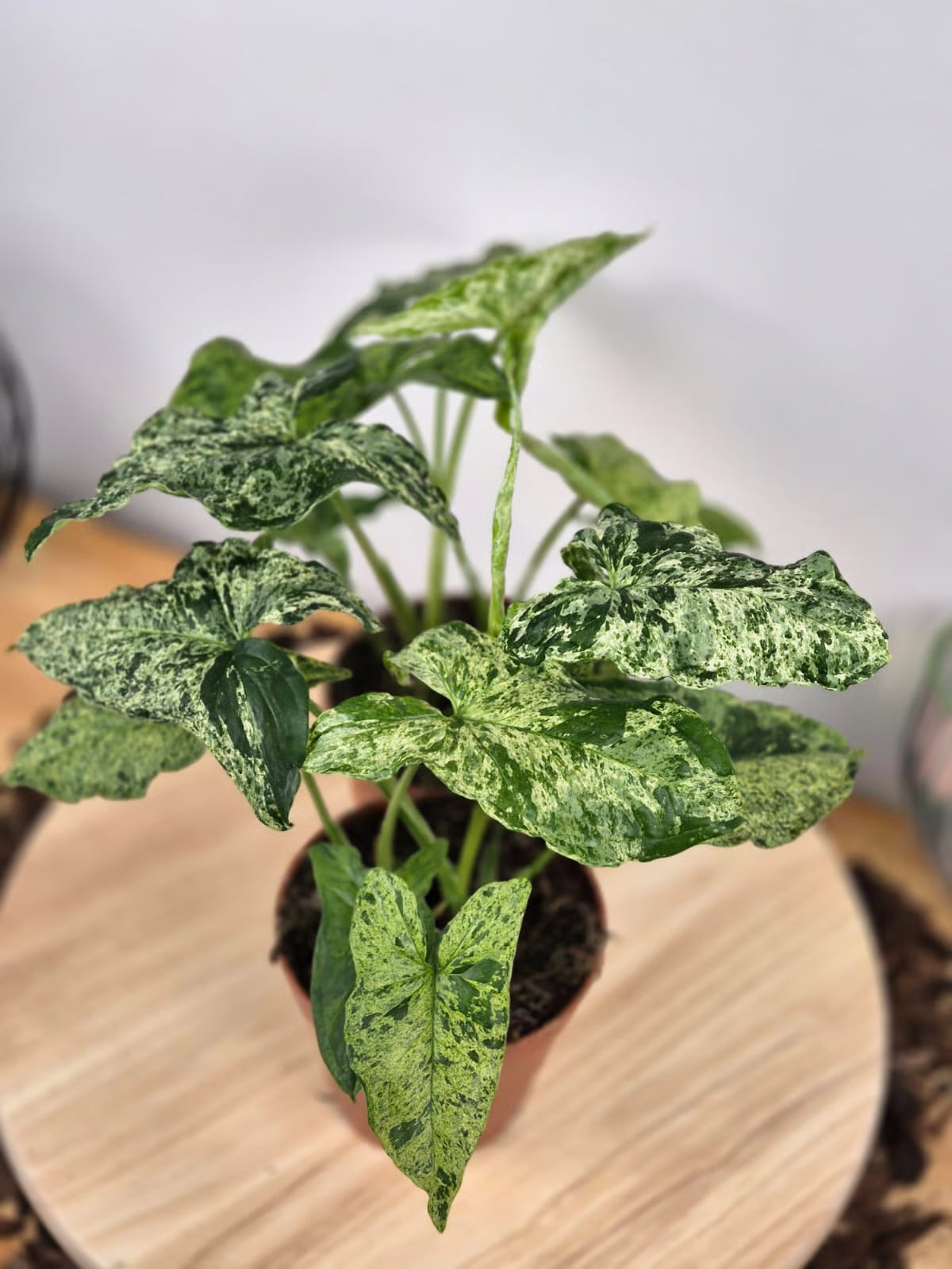 Syngonium Mottled