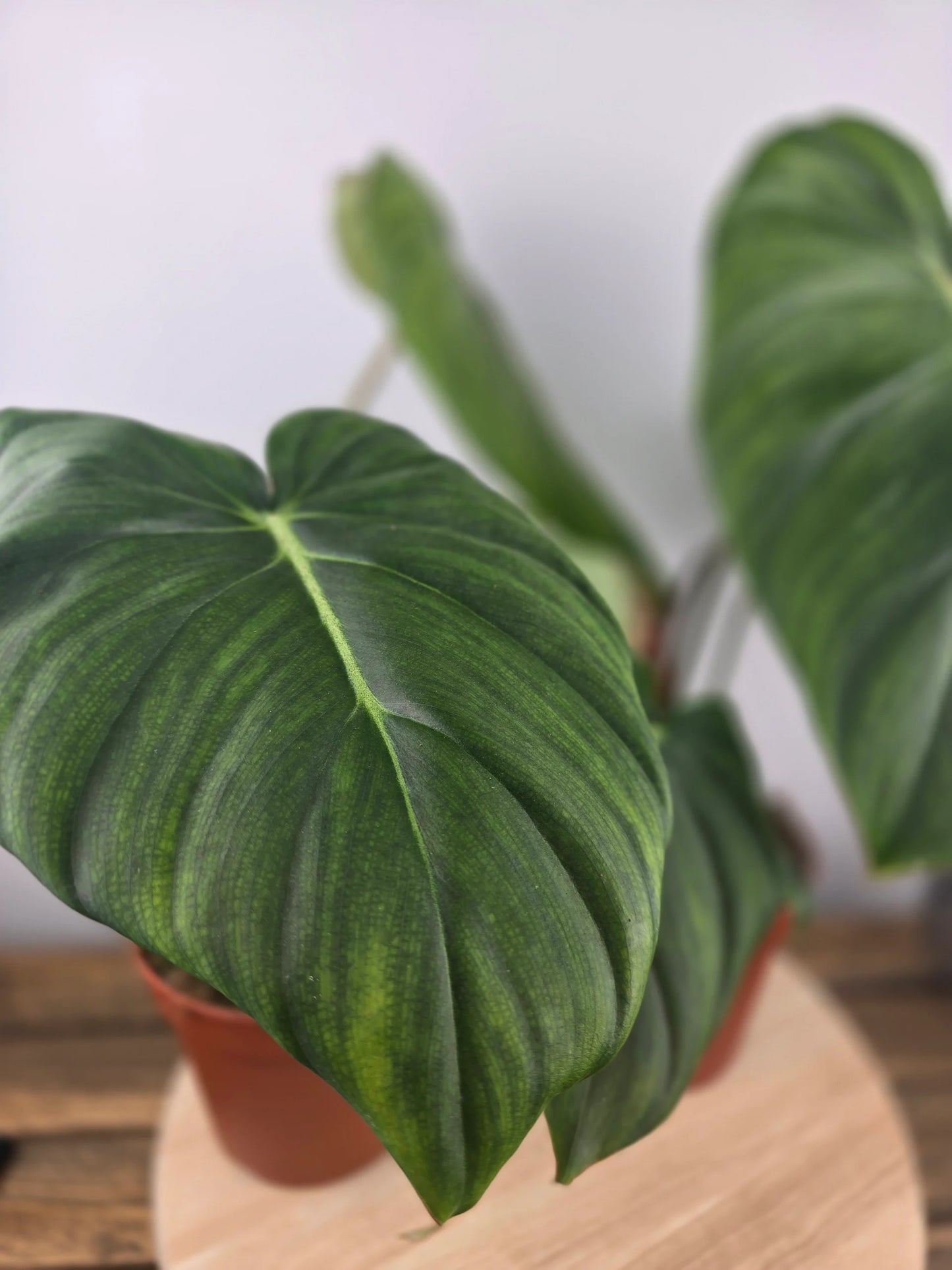 Philodendron Dean McDowell