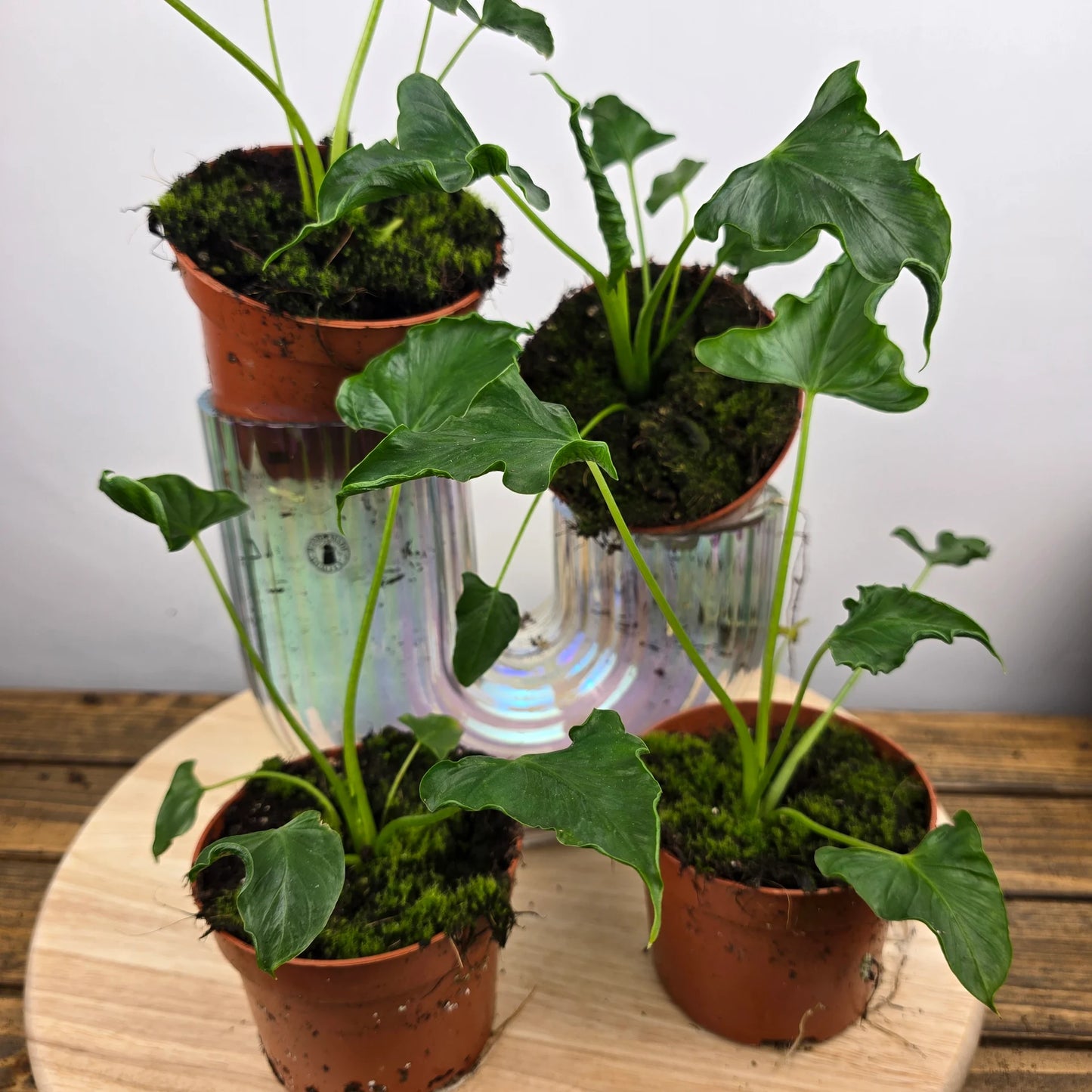 Alocasia 'Triangularis'