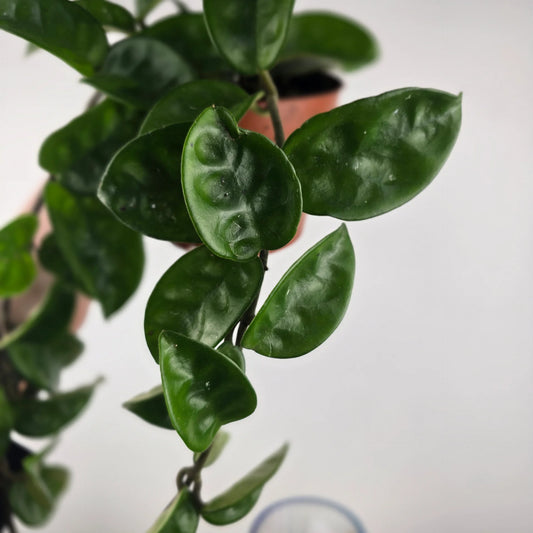 Hoya carnosa 'Krinkle 8'