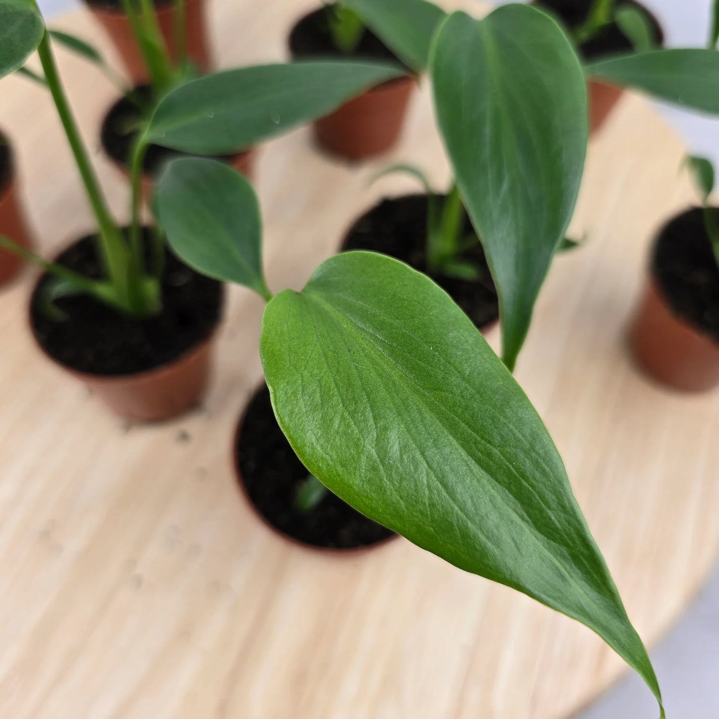 Monstera Burle Marx Flame 'S'