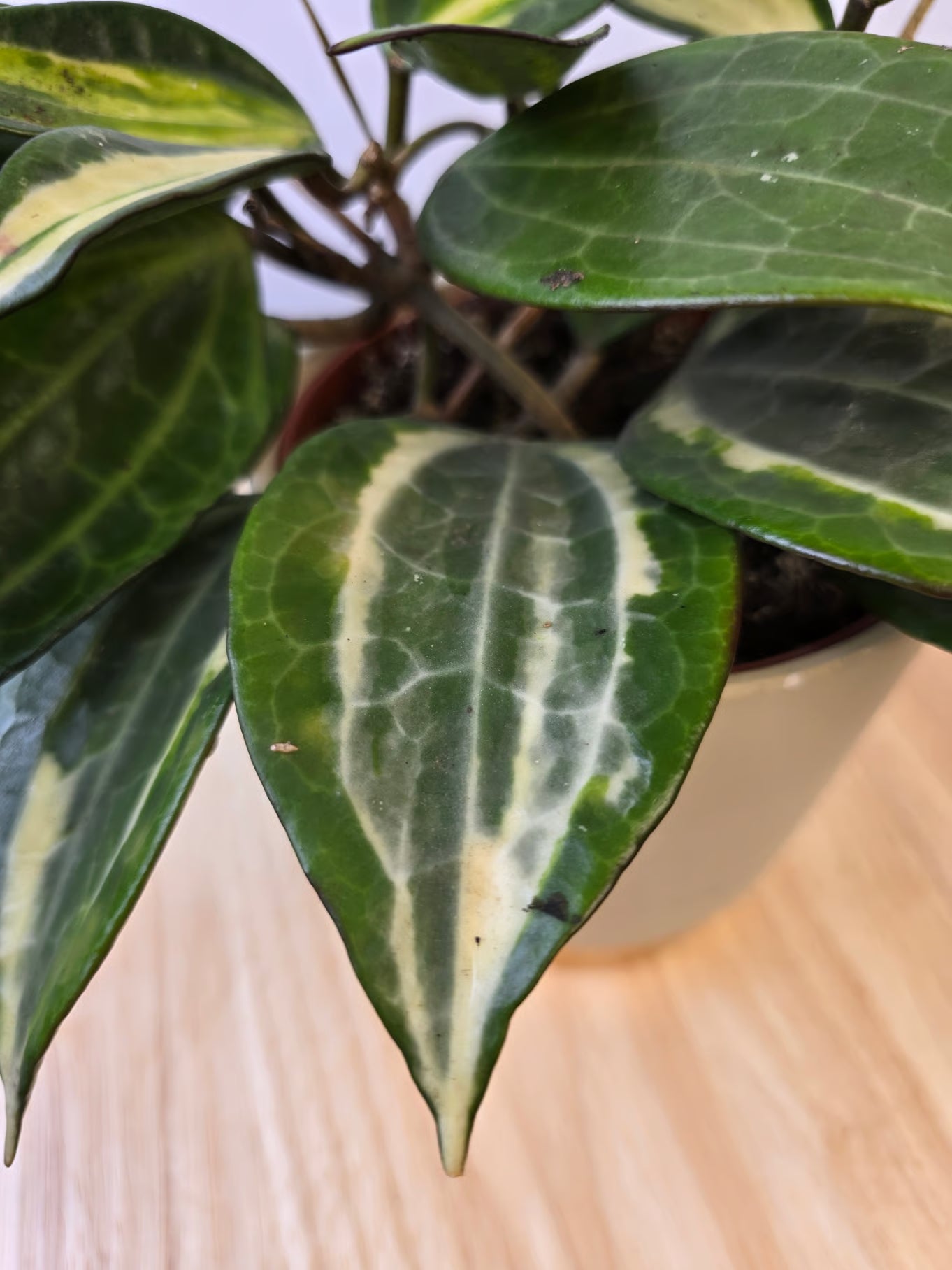 Hoya latifolia 'Pot of Gold'