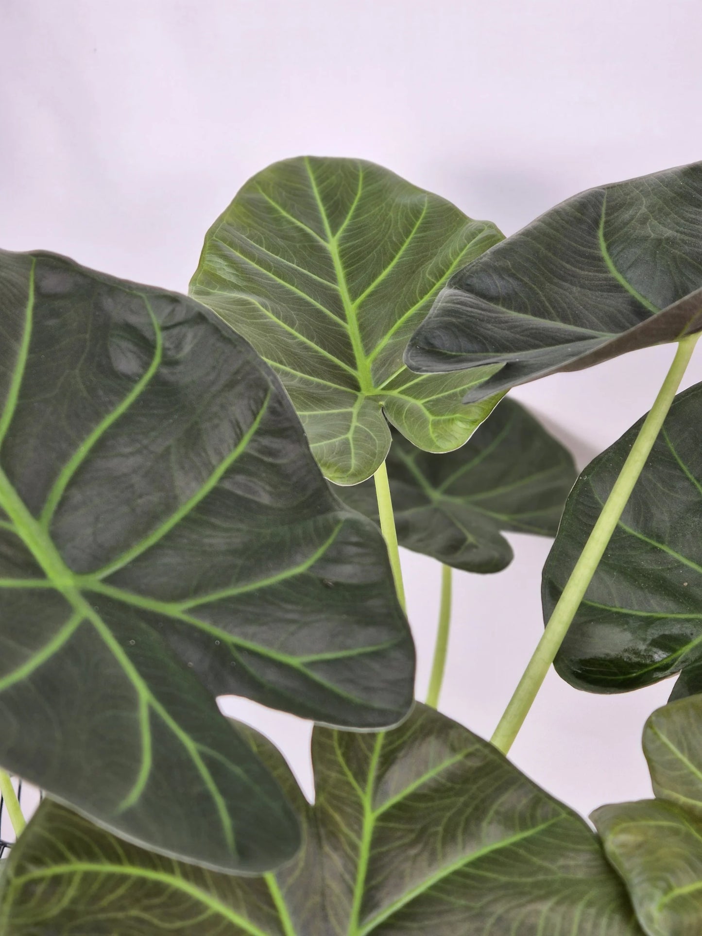 Alocasia 'Regal Shields'