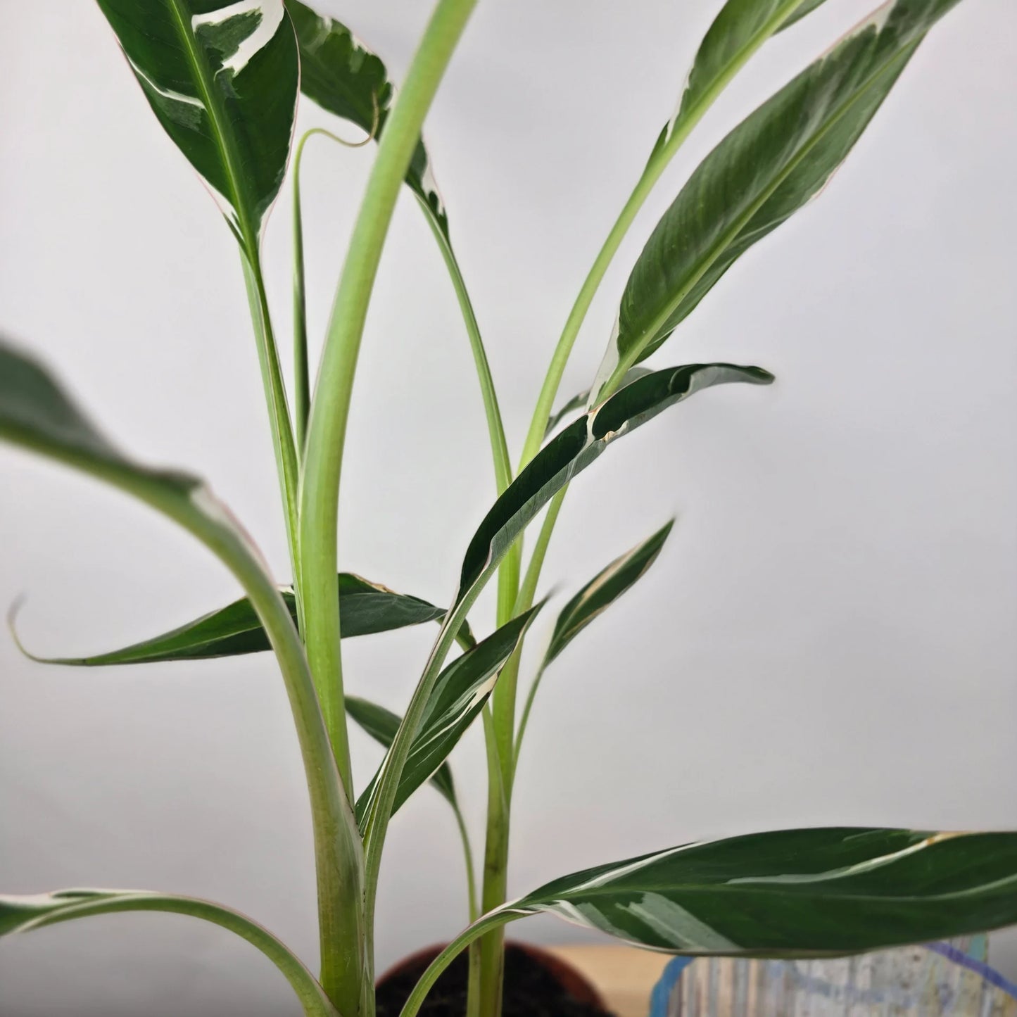 Musa 'Florida Variegata'