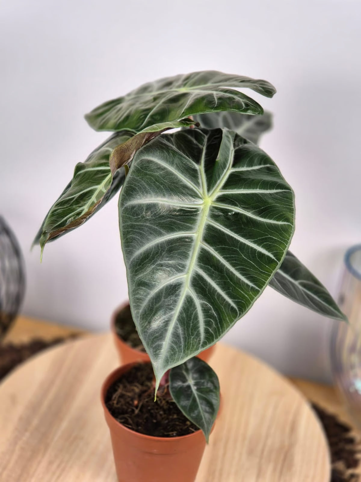 Alocasia 'Pink Dragon'