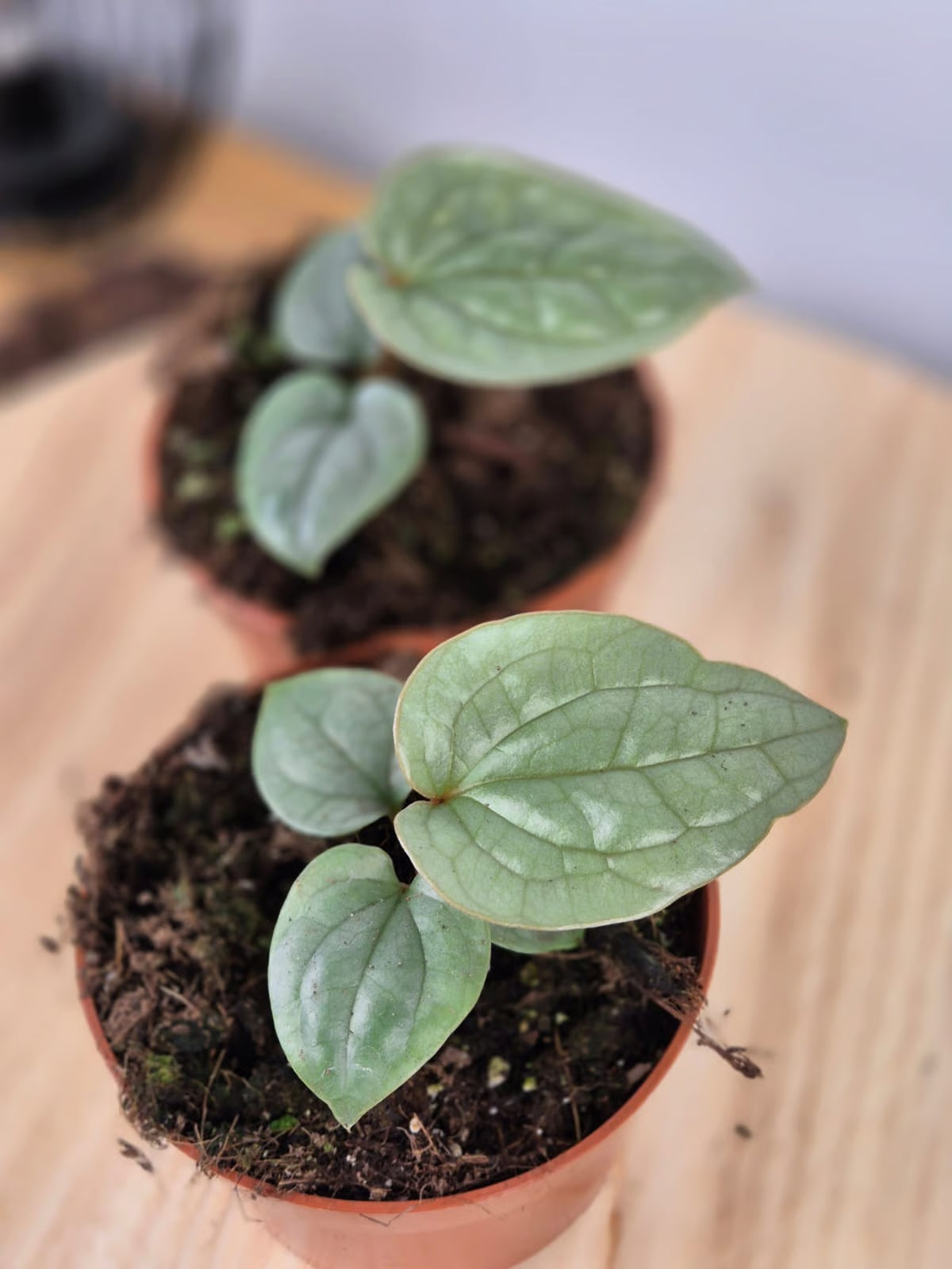 Anthurium Luxurians
