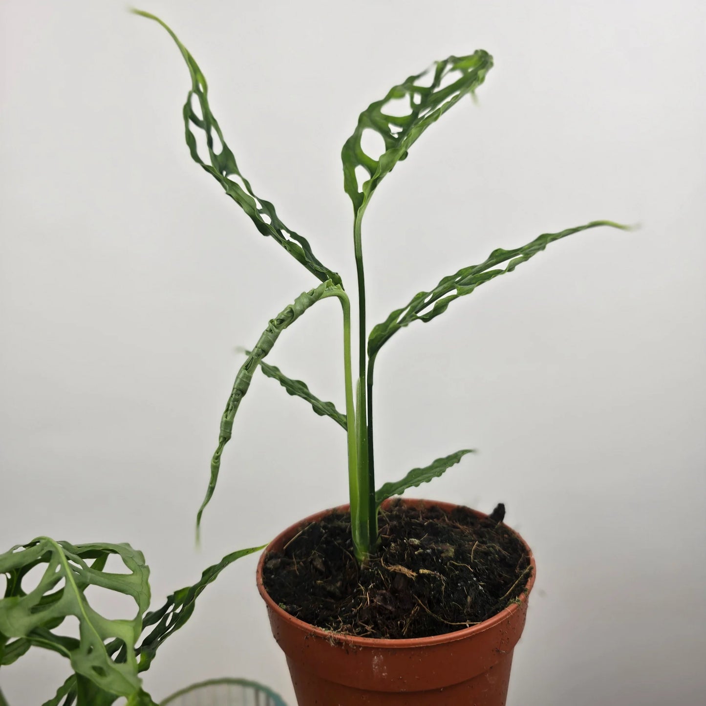 Monstera Obliqua Peru