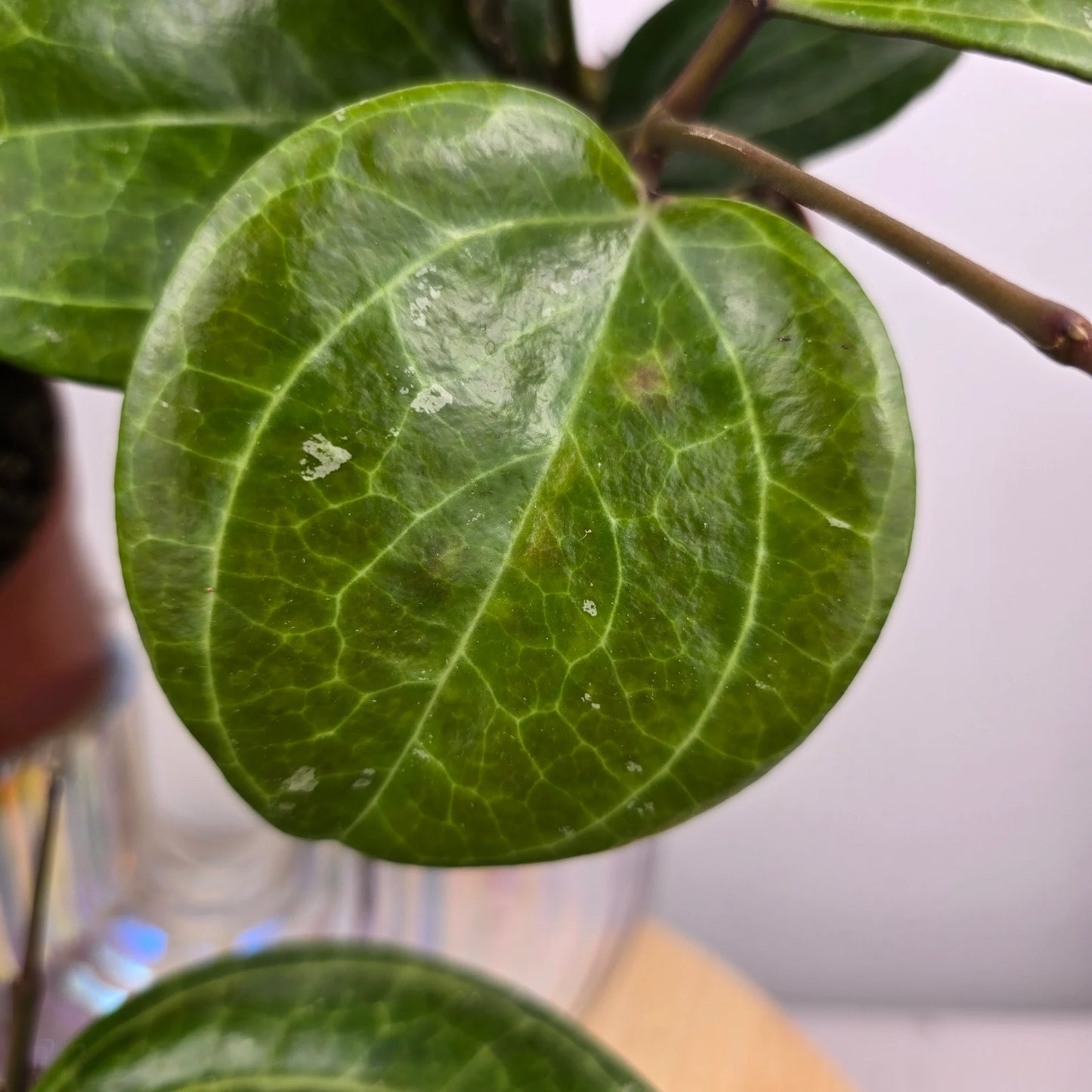 Hoya 'Sarawak Cream'