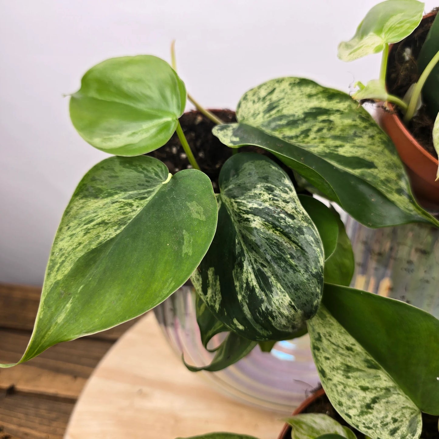 Philodendron hederaceum oxycardium 'Variegata'
