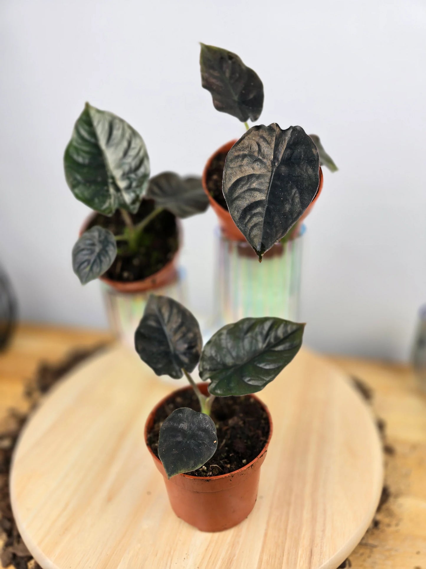 Alocasia infernalis 'Black Magic'