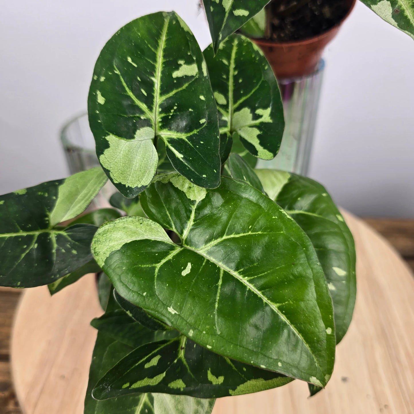Syngonium Panda