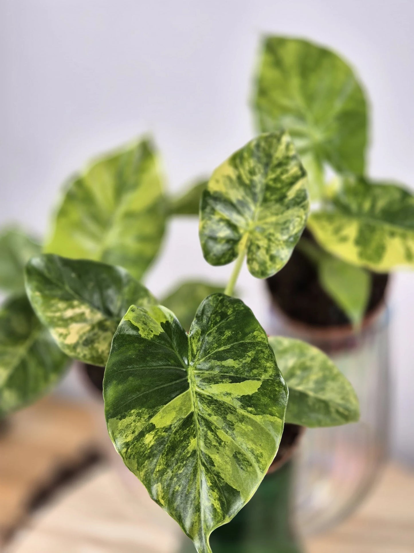Alocasia gageana 'aurea'