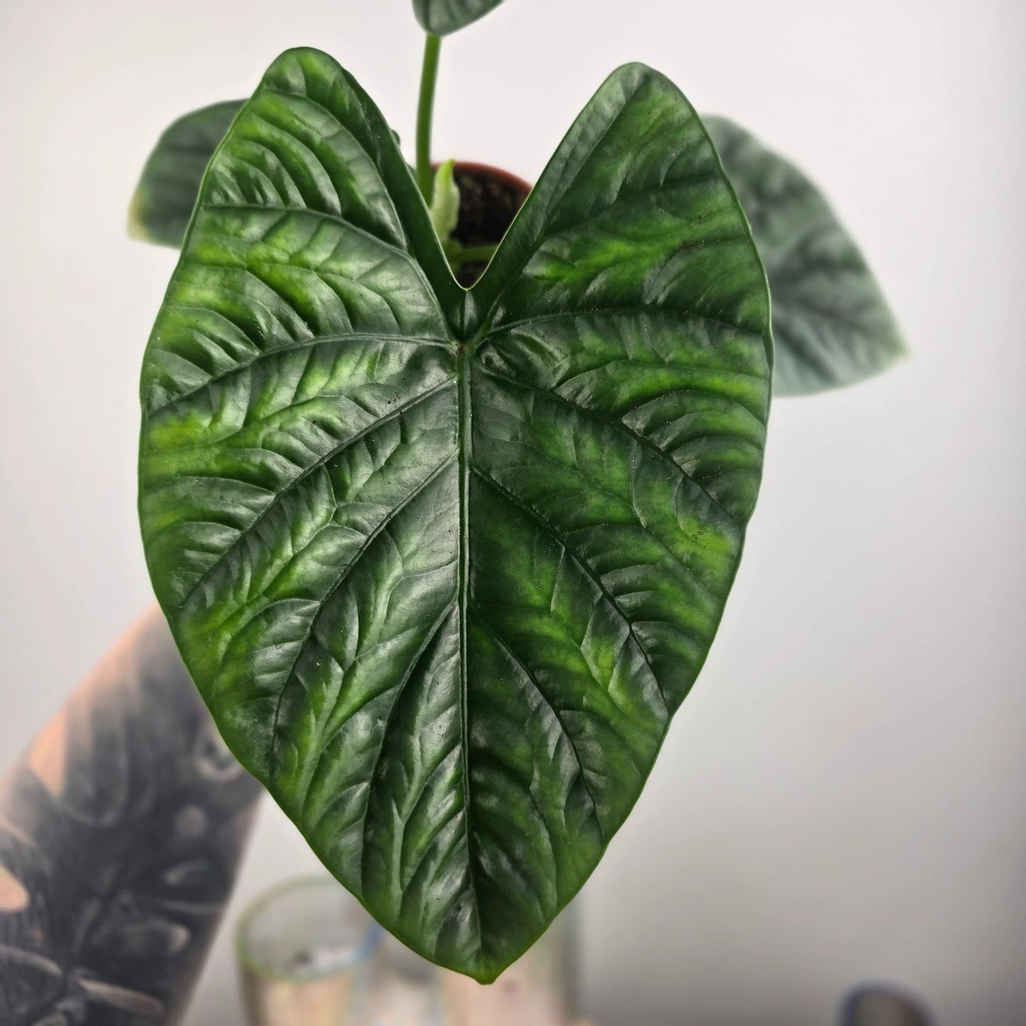 Alocasia 'Lukiwan'